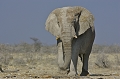 Le "grand blanc" s'était enduit de poussière (de couleurt très claire ) avant d'arriver dans un grand espace ouvert ; sa silhouette m'était apparue immense .
 elephant 
 etosha 
 namibie 